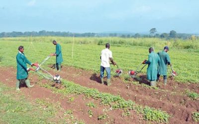 Olam Reiterates Commitment To Development Of Nigeria’s Agriculture