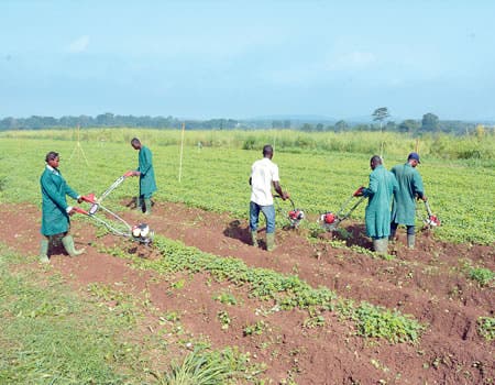 Olam Reiterates Commitment To Development Of Nigeria’s Agriculture
